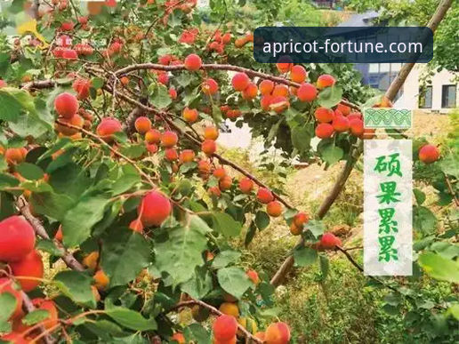 深度揭秘杏运平台评价背后的真实体验：老用户亲测分享